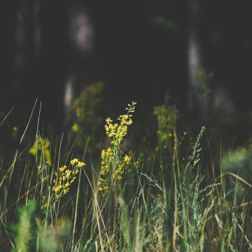 flowers-7790227_1920